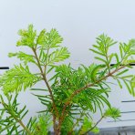 Metasekvoja čínska (Metasequoia glyptostroboides) ´SCHIRMANS NORDLICHT´ - výška 50-70 cm, kont. C3L